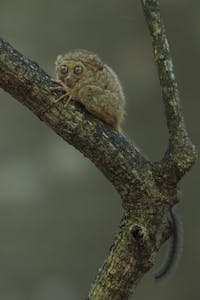 Spectral Tarsier © Charlie Ryan