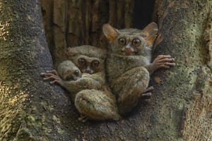 Spectral Tarsier © Charlie Ryan