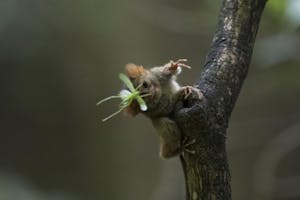 Spectral Tarsier © Charlie Ryan