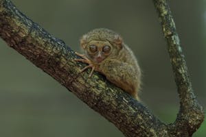 Spectral Tarsier © Charlie Ryan