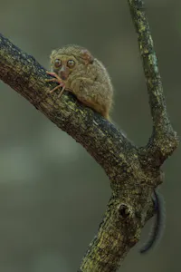 Spectral Tarsier © Charlie Ryan