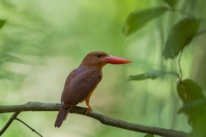 Sulawesi Dwarf Kingfisher001 ©Charlie Ryan