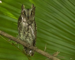 Sulawesi Scops Owl © Charlie Ryan