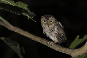 Sulawesi Scops Owl © Charlie Ryan