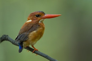 Sulawesi Dwarf-Kingfisher © Charlie Ryan