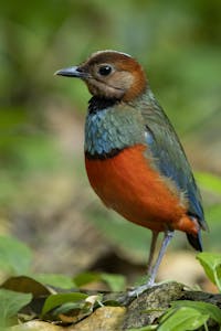 Sulawesi Pitta © Charlie-Ryan