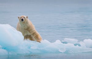 Polar Bear taken with Telephoto Lens © Scott Davis