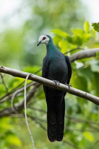 White-faced Cuckoo Dove © Charlie Ryan