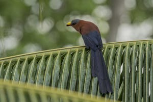 Yellow-billed Malkoha © Charlie Ryan