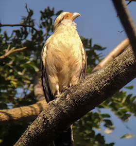 Yellow-Headed Caracara © Christopher Calonje