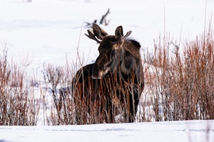 Moose© Charlie Robertson