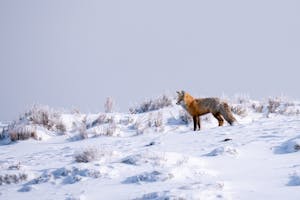 Red Fox© Charlie Robertson