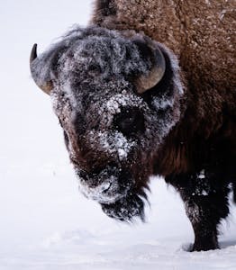 Bison© Charlie Robertson