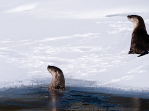 Otter© Charlie Robertson