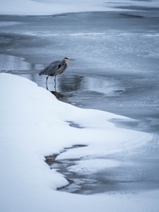 Great Blue Heron© Tom Murphy