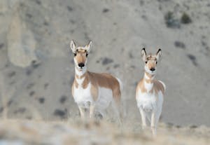 Pronghorn©Christopher Conner