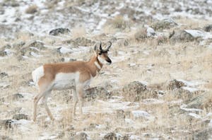 Pronghorn©Christopher Conner