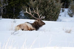 Elk©Christopher Conner