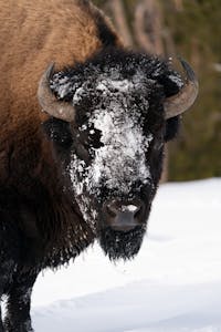Bison©Christopher Conner