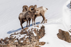 Bighorn Rams © Cheesemans' Ecology Safaris