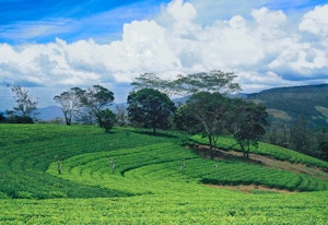 Tea Fields © Amit Sankhala