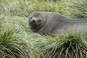 Fur Seal © Daniel Ginsberg