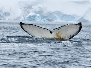 Humpback Whale© Rachael Lowery