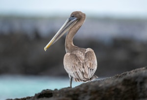 Galapagos Brown Pelican©Chris Desborough