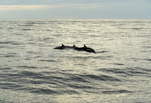 Dolphins©Chris Desborough