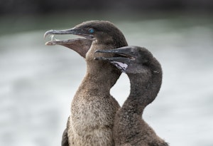 Adult Cormorant with Chick©Chris Desborough