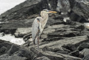Great Blue©Chris Desborough