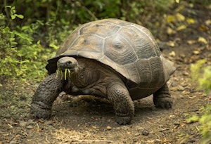 Galapagos Giant Tortoise©Chris Desborough