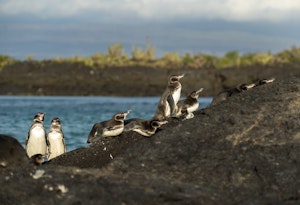 Galapagos Penguins©Chris Desborough