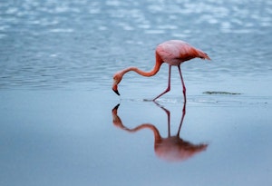 Flamingo©Chris Desborough