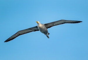 Galapagos Albatross©Chris Desborough