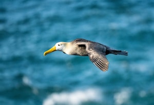 Galapagos Albatross©Chris Desborough