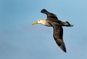 Galapagos Albatross©Chris Desborough