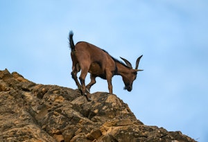 San Cristobal Feral Goat©Chris Desborough