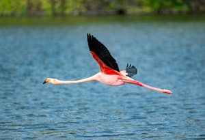 Flamingo©Chris Desborough