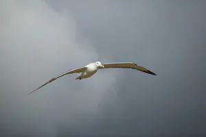 Royal Albatross © Cheesemans’ Ecology Safaris