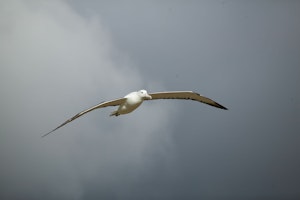 Royal Albatross © Cheesemans’ Ecology Safaris