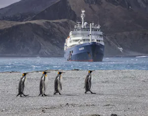 King Penguins © James Walczak