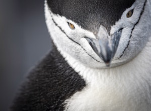 Chinstrap Penguin ©Scott Davis