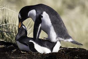 Gentoo Pengions © Mark Bobb