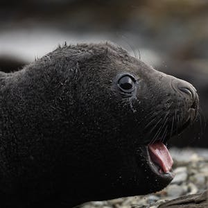 Southern Elephant Seal Pup© Janet Bush