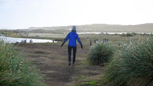 Tussock Grass and Gentoo Penguins © Jennifer Black