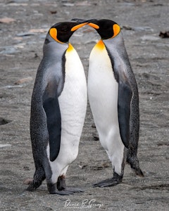 King Penguins© David George
