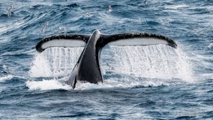 Humpback Whale© David George