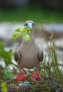 Red-Footed Booby ©Chris Desborough
