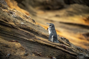 Galapagos Penguin©Chris Desborough